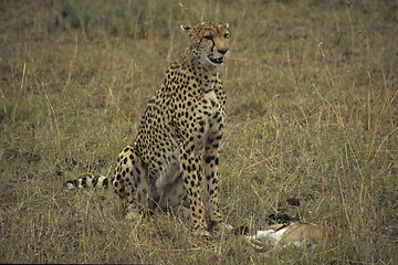 Image showing Cheetah