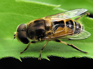 Image showing Insect with striped