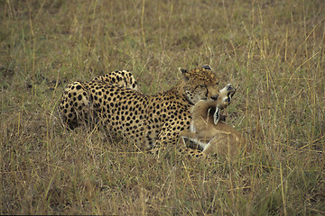 Image showing Cheetah