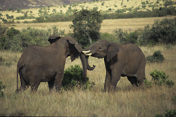 Image showing Males in fight for fun.