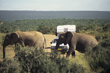 Image showing Elephants