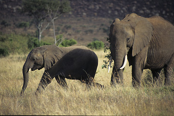 Image showing Elephants