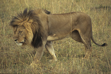 Image showing Lion