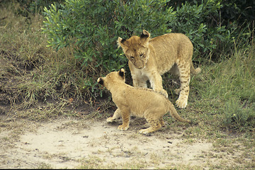 Image showing Lions