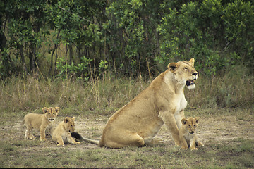 Image showing Lions