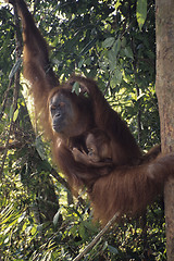 Image showing Orangutans