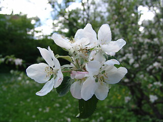 Image showing Apple blossom