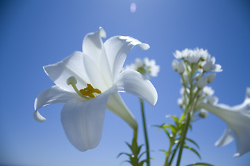 Image showing Easter lilies