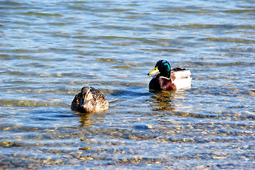 Image showing Duck couple on water