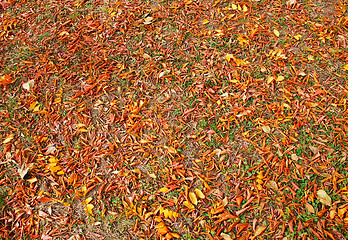 Image showing Autumn leaves