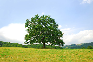 Image showing Oak on green hill