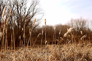 Image showing Dry grass landscape