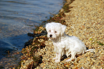 Image showing After swimming - little wet dog