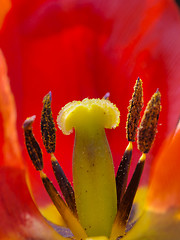 Image showing inside a tulips blossom