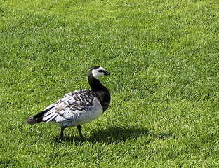 Image showing Bird on the grass