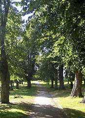 Image showing A walk in the park