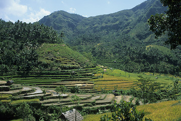 Image showing Paddy fields