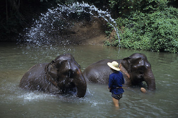 Image showing elephant