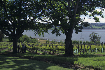 Image showing vineyard