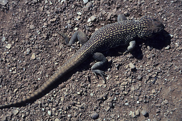 Image showing Lizard