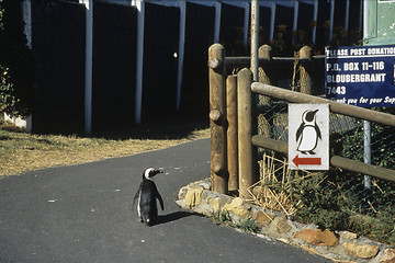 Image showing penguin