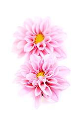 Image showing pink dahlia