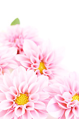 Image showing pink dahlia