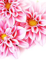 Image showing pink dahlia