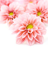 Image showing pink dahlia