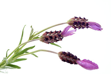 Image showing lavender papillon