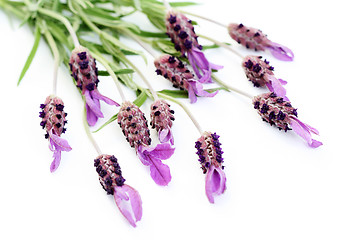 Image showing lavender papillon