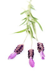 Image showing lavender papillon