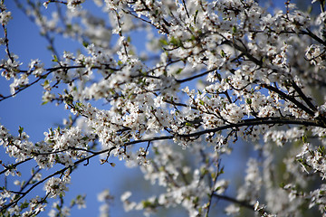Image showing Blossom Tree