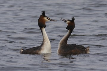 Image showing Great Crested Grebe.