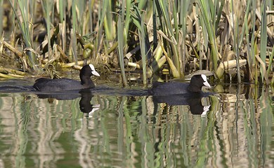 Image showing Common Coot. 