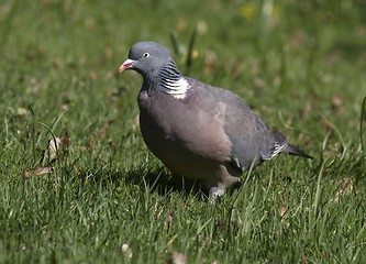 Image showing Wood Pigeon 