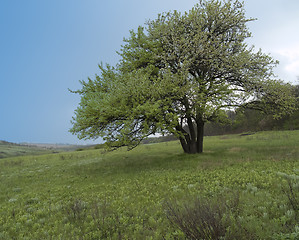 Image showing Spring countryside