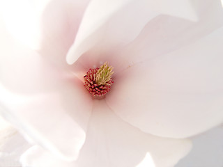 Image showing white magnolia inside