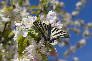 Image showing Butterfly