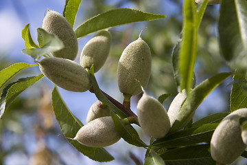 Image showing Almonds