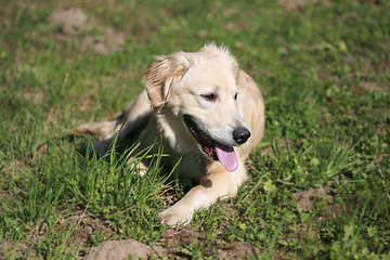 Image showing Golden Retriever Puppy