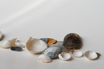 Image showing seashells