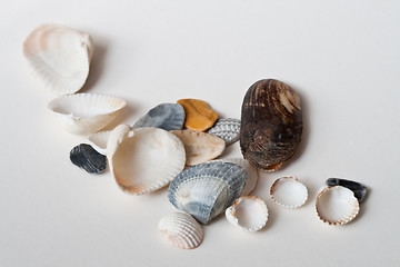 Image showing seashells