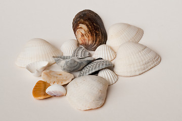 Image showing seashells