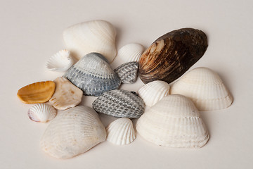 Image showing seashells