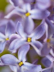 Image showing lilac blossoms