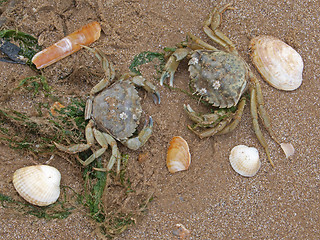 Image showing Two crabs on a beach