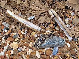 Image showing Pebbles and shells on a beach.