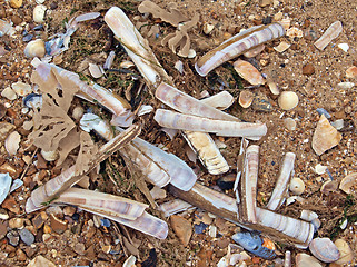 Image showing  Pebbles and shells on a beach.