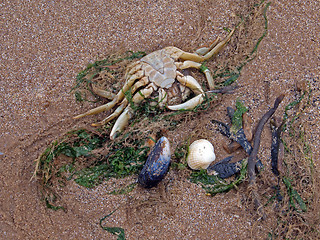 Image showing A dead crab on a beach   